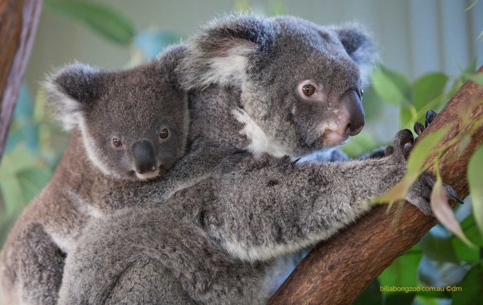 Billabong-Zoo-Koala-Park1