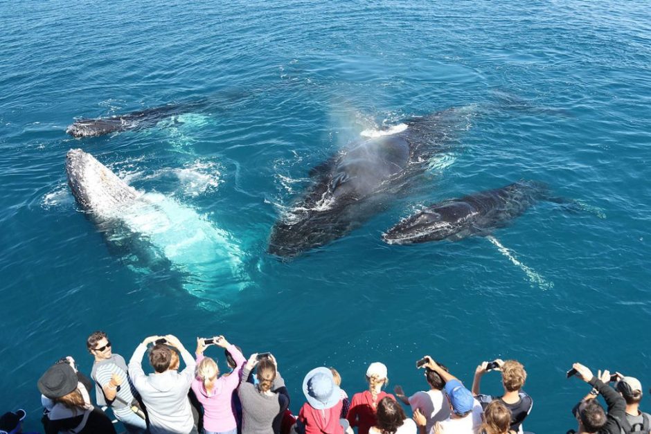 Stunning view of a humpback whale breaching in the beautiful waters of Hervey Bay, Queensland, Australia.