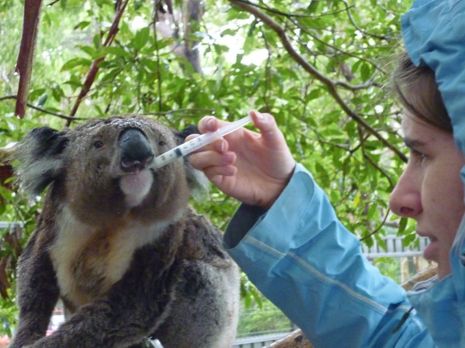 Koala-Hospital1