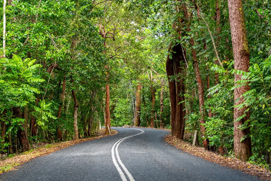 Winding road through a dense rainforest.